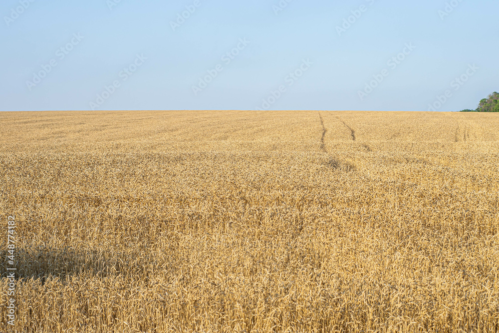 Fototapeta premium A field of golden wheat under the blue sky. Ukraine, Kharkiv region August 2, 2021