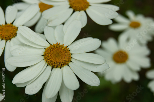 Wild forest daisies. Very large daisies. Beautiful flowers. Flowers guessing game.
