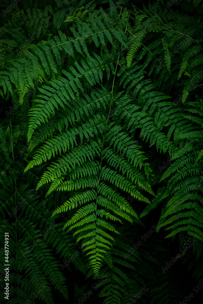 Ferns in the forest, Bali. Beautiful ferns leaves green foliage. Close up of beautiful growing ferns in the forest.