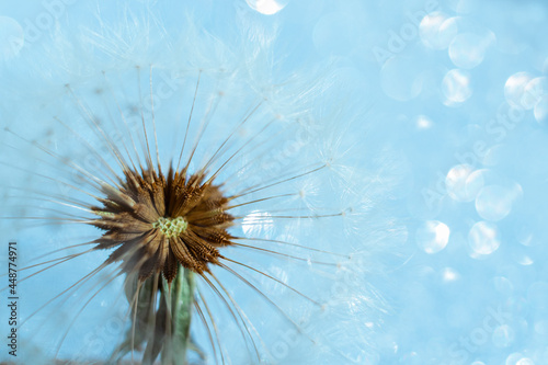 Close-up dandelion head on magical blue bokeh background