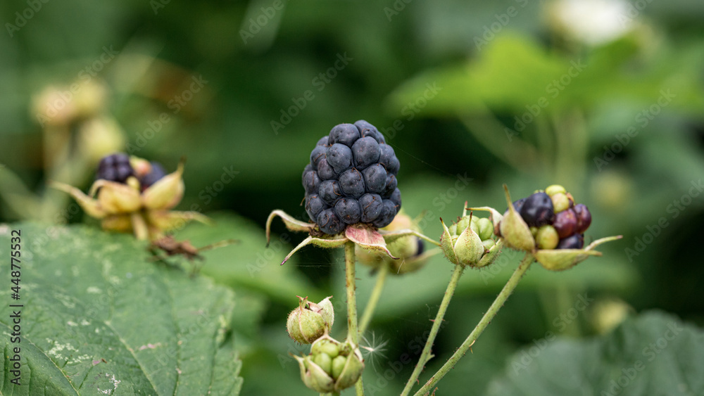black ready for eating and yet green blackberries in natural habitat. Forest berries found in august beginning. Green natural blurred background black ready for eating and yet green blackberries in natural habitat. Forest berries found in august beginning. Green natural blurred background