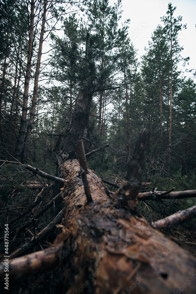 Fallen tree in a pine forest after a strong hurricane wind.