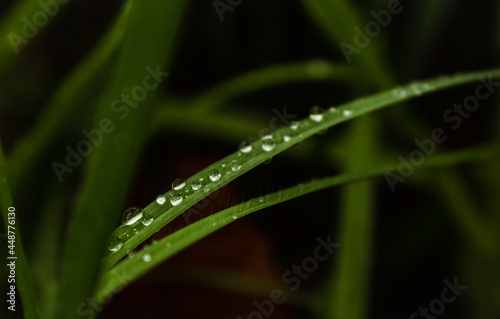 rain drops on the grass