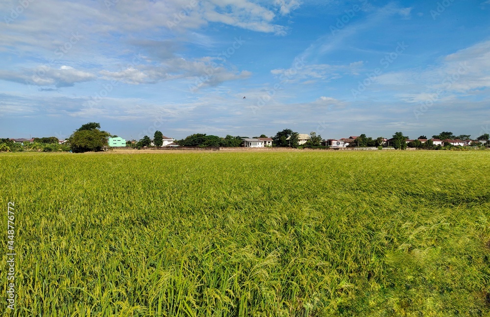 field of rice