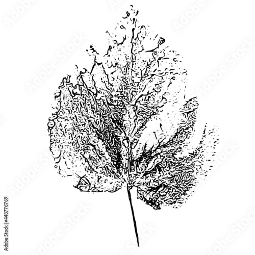 Leaf imprint. Hand-made gouache print on paper. Paint impression, stamp. Autumn picture for your design. Made using frottage technique. Isolated. Vector illustration