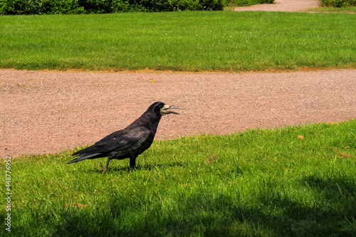 A rook in a park with its beak wide open