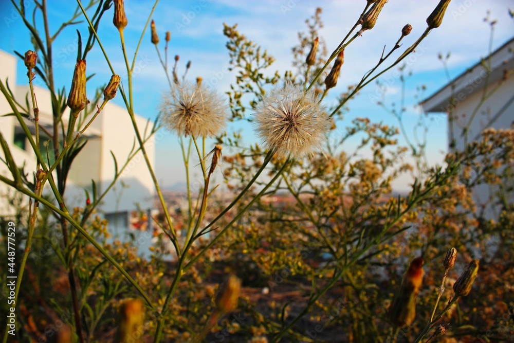 Obraz premium flowers in the wind