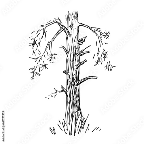 Pine trees sketch. Quick painting of nature  forest landscape. Hand-drawn outline. Isolated. Vector illustration.