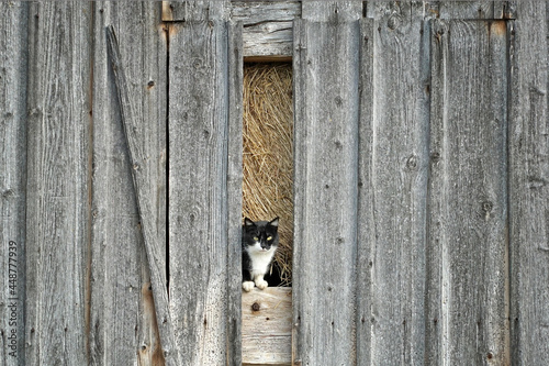 Katze in der Scheune
