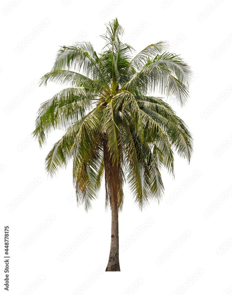 Fototapeta premium The coconut tree isolated on white.