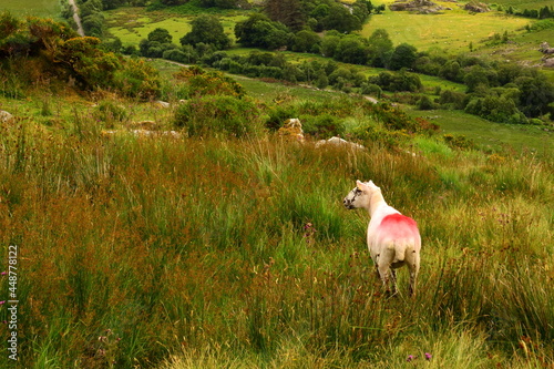 One colourful sheep in Ireland