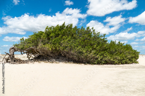 The Laziness Tree is a tree that has been shaped by the action of the wind, bending over the sand of Jericoacoara, State of Ceara, Brazil