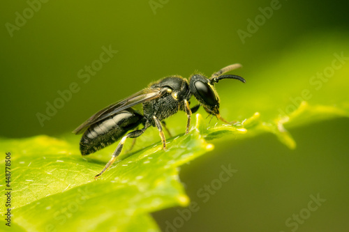 Small masked bee resting on a green leaf