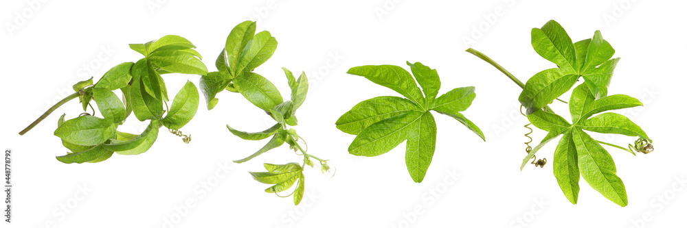 Fototapeta premium Set with Passiflora plant (passion fruit) leaves on white background. Banner design