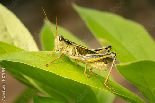 Two-striped grasshopper resting on a green leaf