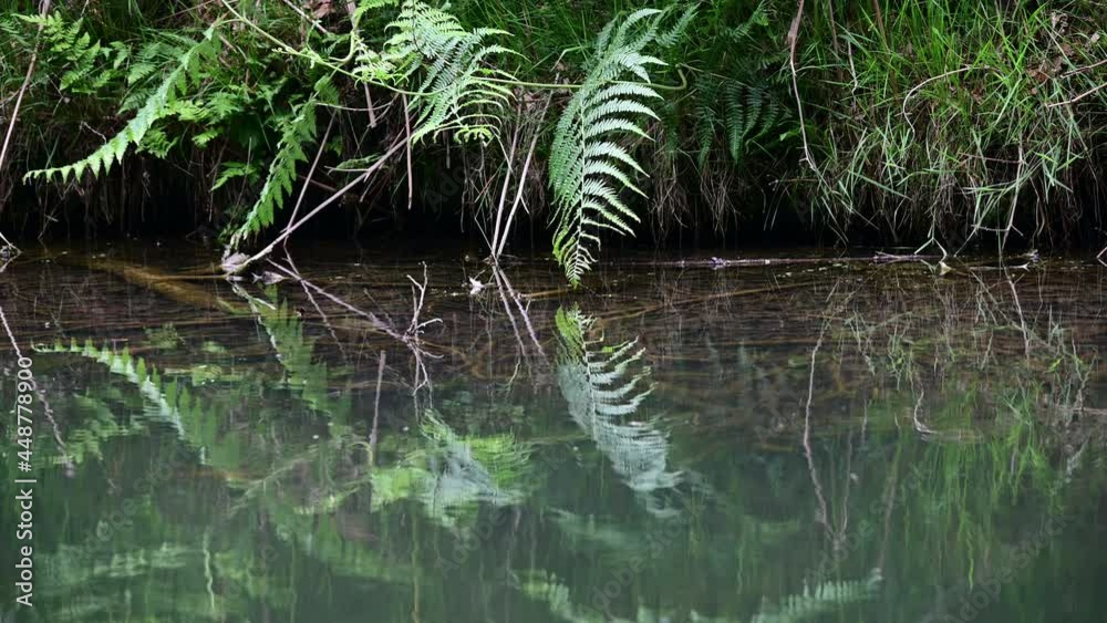 Eagle fern at a forest pond shore, detail, summer, june, (pteridium aquilinum), germany Eagle fern at a forest pond shore, detail, summer, june, (pteridium aquilinum), germany