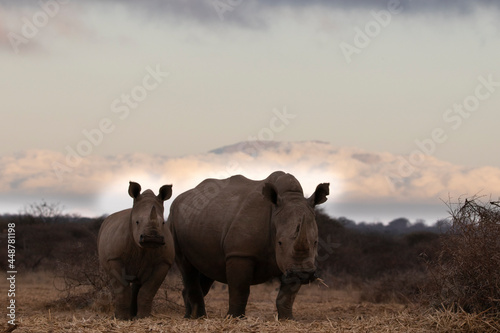 Mother and baby Rhino