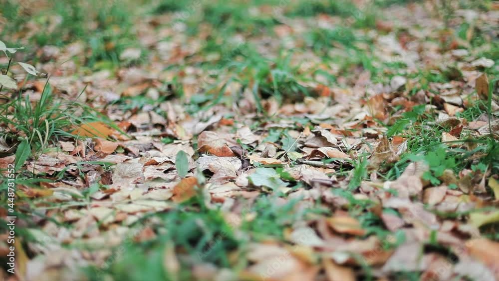 Fallen autumn leaves from trees lie on the cold autumn ground. The mood is sad and lonely.