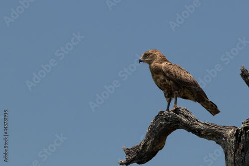 brown snake eagle © Roelof