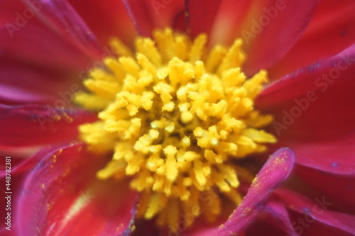 Żółte pręciki pyłek macro