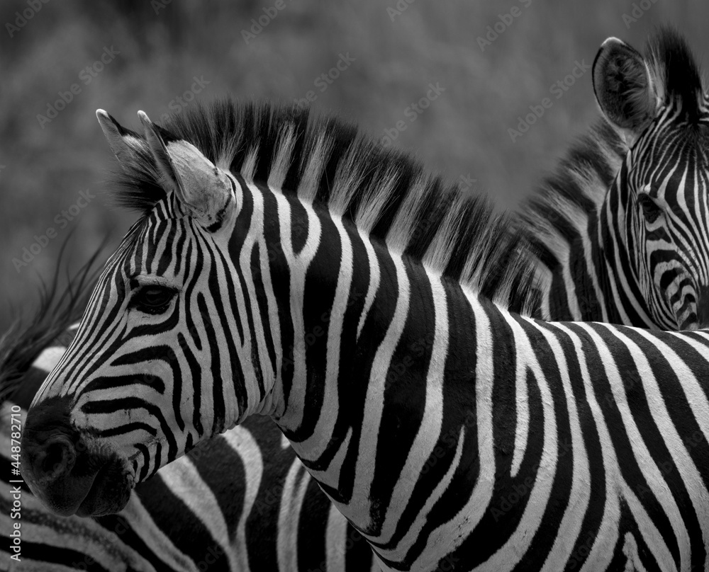zebra in the wild zebra in the wild