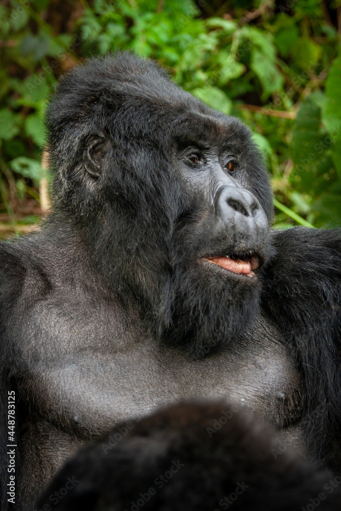 silverback wild mountain gorilla Virunga park Congo
