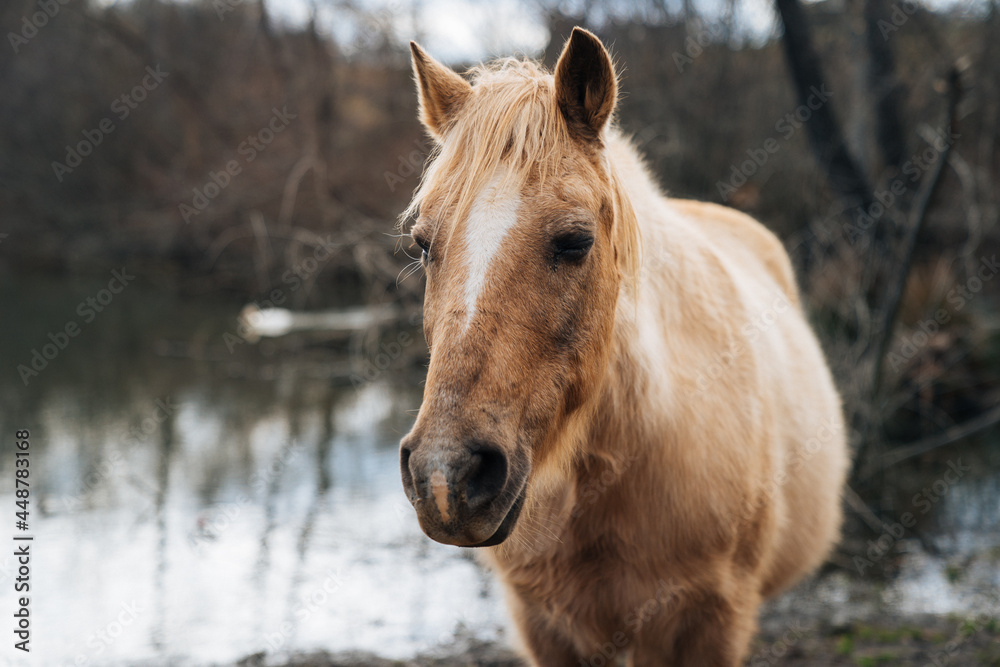 Fototapeta premium Horse 6