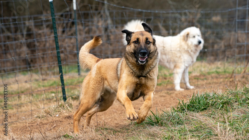 Farm Dog 1