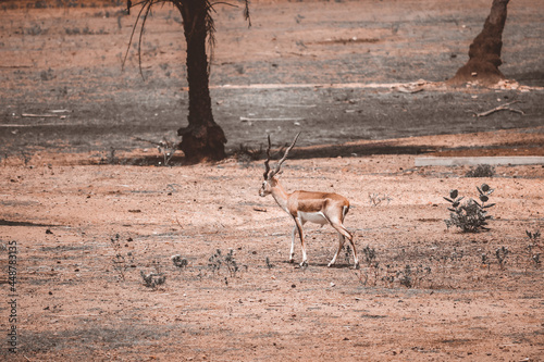 Deer in the zoo