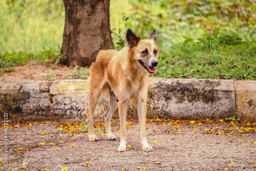 german shepherd dog