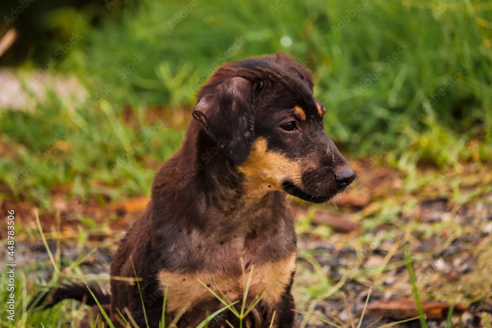 portrait of a dog