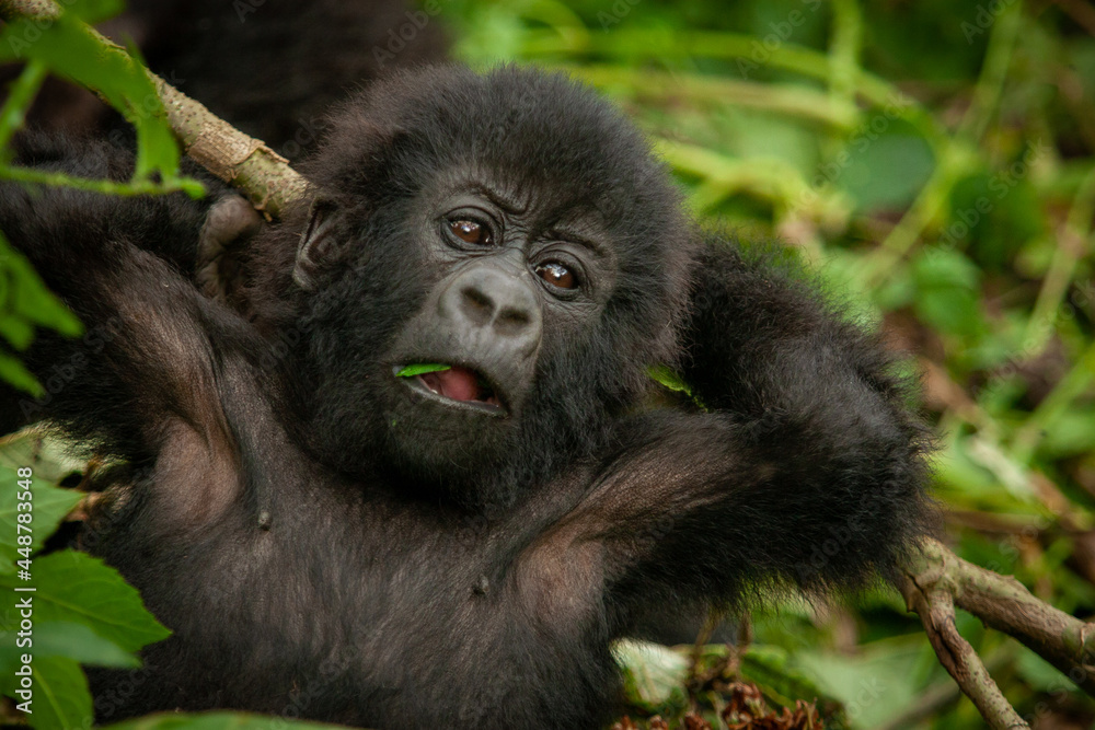 Fototapeta premium baby wild mountain gorilla Virunga park Congo