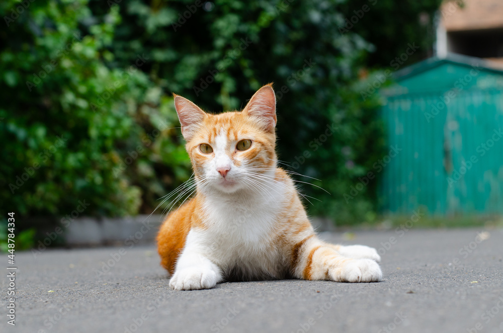 The ginger spotted cat lies. The street cat is walking. A wandering pet. Purebred kitten.