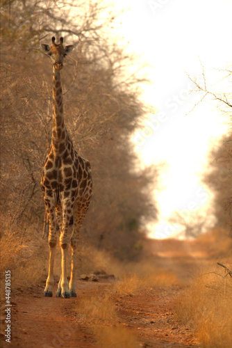 Photography giraffe in the savannah