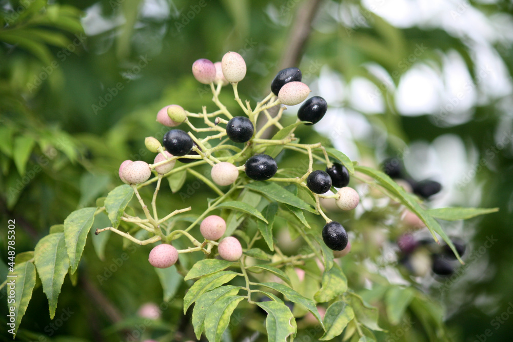 Curry neem or curry tree (Murraya koenigii) with fruits 