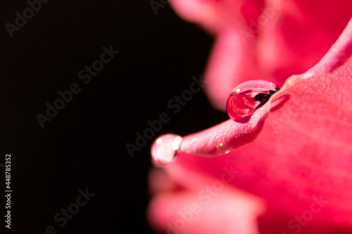 red rose water