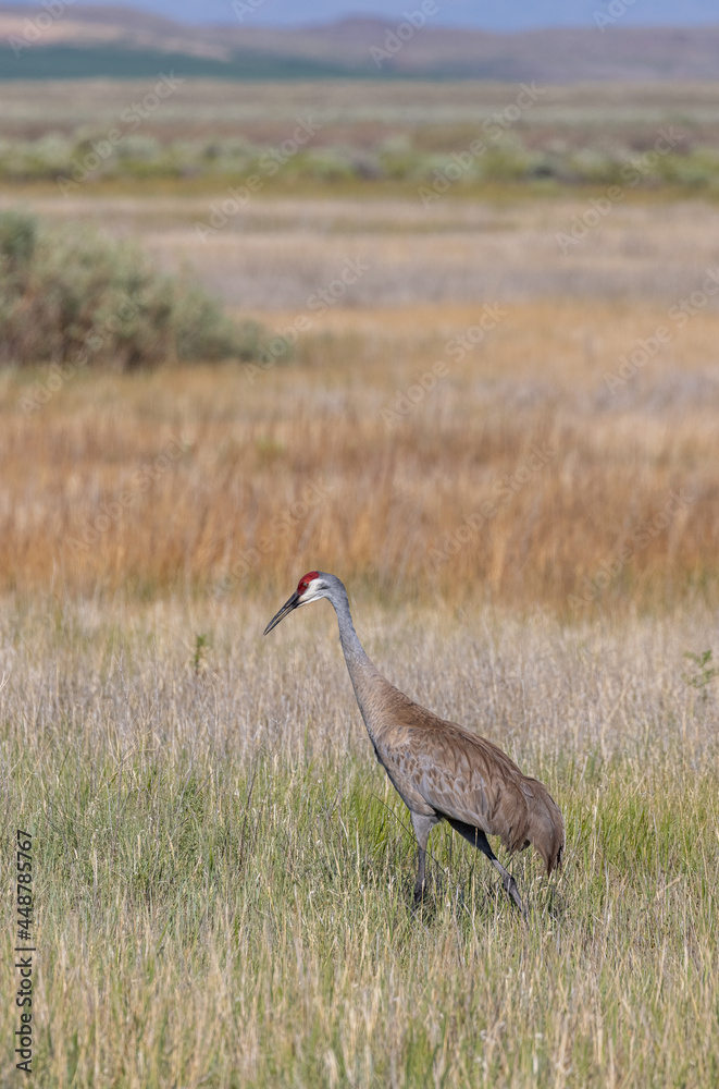 Sandhill Crane in Idaho in Summer Sandhill Crane in Idaho in Summer