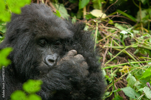female wild mountain gorilla Virunga park Congo © Milano Photo Events
