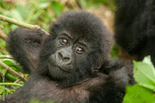 baby wild mountain gorilla Virunga park Congo