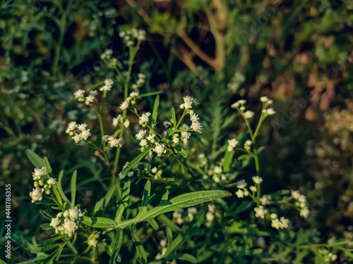 Parthenium hysterophorus is a species of flowering plant in the aster family, Asteraceae. It is native to the American tropics.