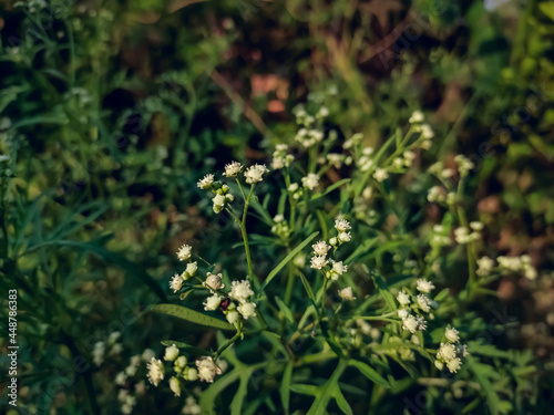 Parthenium hysterophorus is a species of flowering plant in the aster family, Asteraceae. It is native to the American tropics.