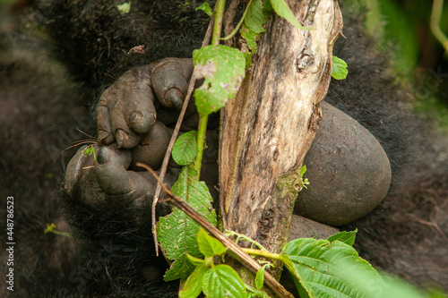 feets female wild mountain gorilla Virunga park Congo