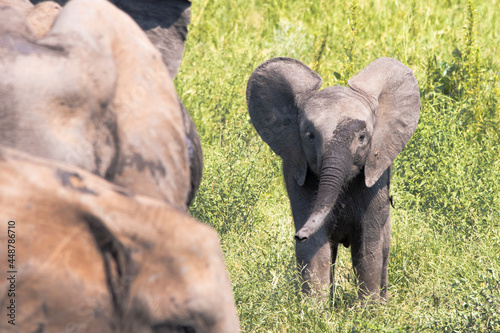 Photography baby elephant full of mud