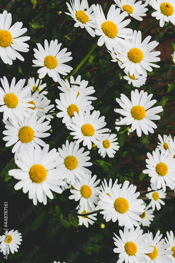 daisies in a row