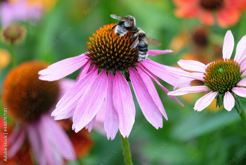 Two bumblebees on a pink echinocea flower collect nectar. Macro shooting of insects, selective focus, blurred background, horizontal orientation. Two bumblebees on a pink echinocea flower collect nectar. Macro shooting of insects, selective focus, blurred background, horizontal orientation.