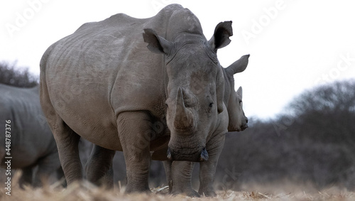 Rhino in Kruger national park