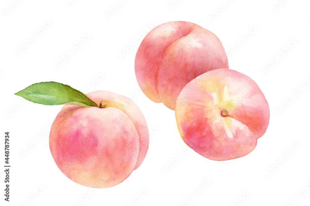 熟したジューシーな桃の果実3種 水彩イラストのトレースベクタター 白桃 Stock Vector Adobe Stock