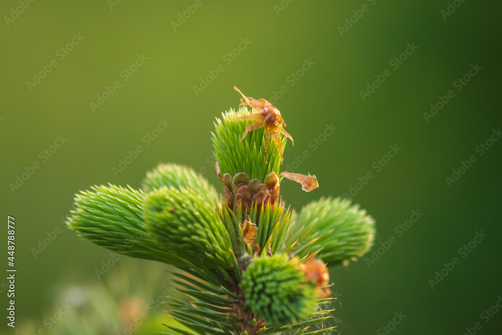 Closeup of young pine needles on the blurry green background in spring Closeup of young pine needles on the blurry green background in spring