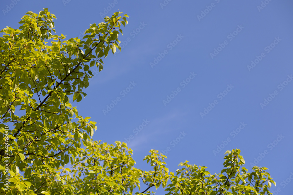 若葉と青空 若葉と青空