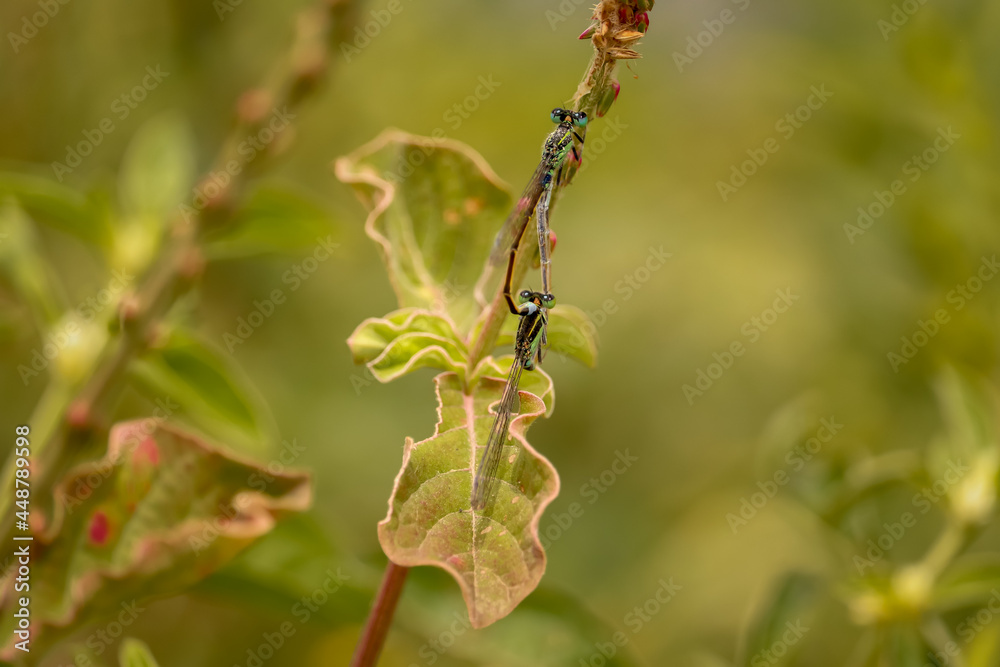 dragonfly on a flower dragonfly on a flower